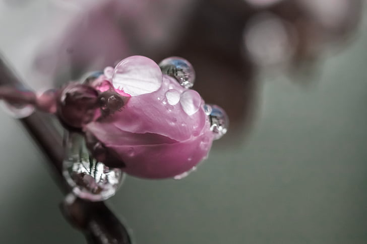 pink flower with dewdrops macro photography