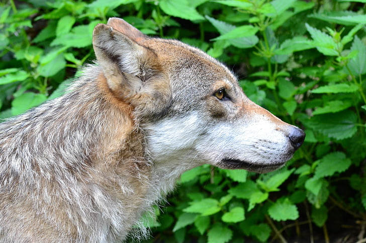 photo of short-coated tan wolf next to green leaf plant during daytime