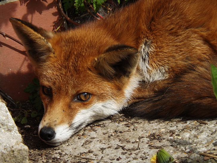 view of red fox