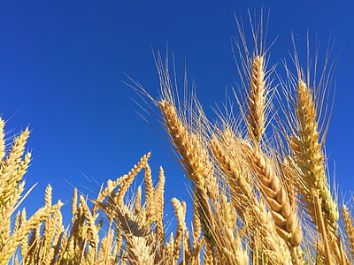 wheat field during daytime