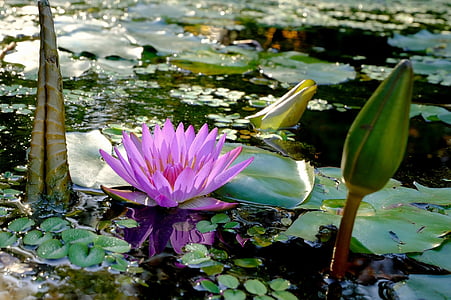 purple waterlily on water with lily pads closeup photography at daytime