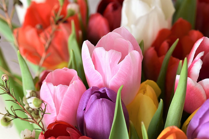bouquet of assorted-color tulip flowers