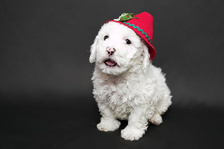 white puppy wearing red hat