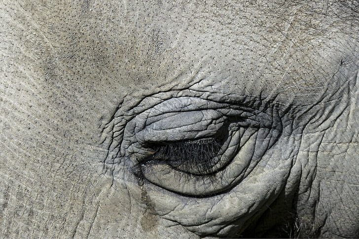 close up photography of elephant's eye
