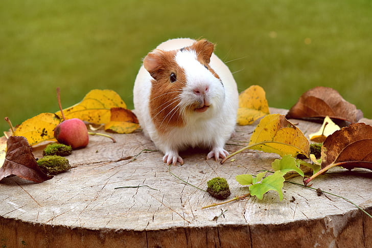 white and brown hamster on slab
