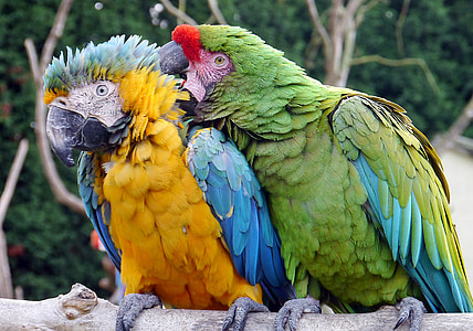 two green and yellow parrots perched on gray branch