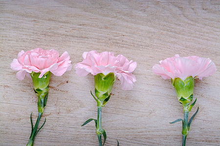 three pink carnation flower on brown wooden surface