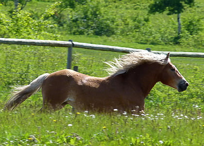 running brown horse surrounded grass during daytime