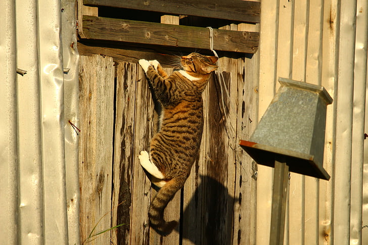 brown cat climbing