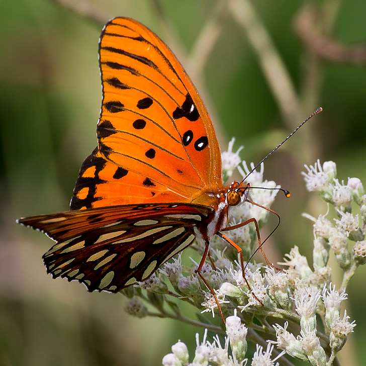 orange and black butterfly perched on flower