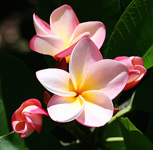 close-up photo of pink Plumeria flowers
