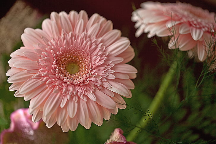 shallow focus photography of pink gerbera daisy