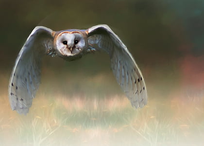 time lapse photography of white and gray owl