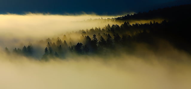 fogs covering forest