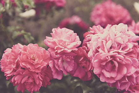 shallow focus photography of pink carnation flowers