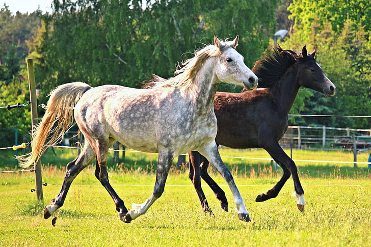 white and brown horses running together