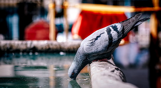photo gray pigeon on bird bath