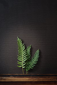 three green fern leaf on black leather surface close-up photo