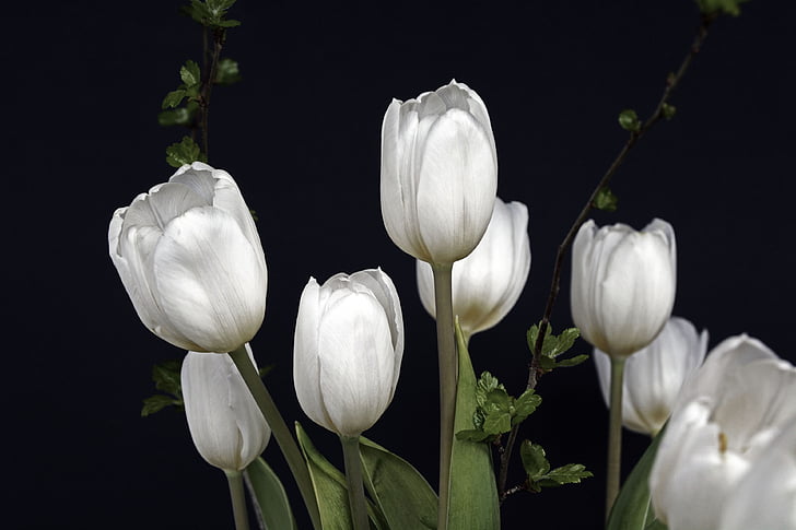 photo of eight white tulips