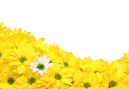 yellow and white petaled flowers