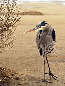 gray and white heron standing near plant