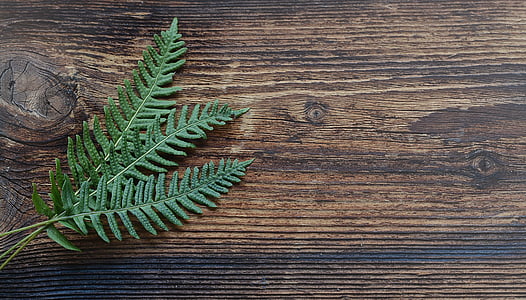 green linear leaf plant on brown wooden surface