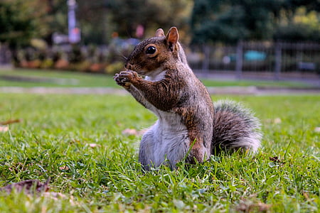 squirrel on green grass