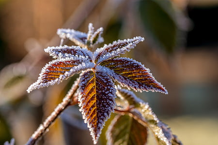 shallow focus photo of brown leaves with snow