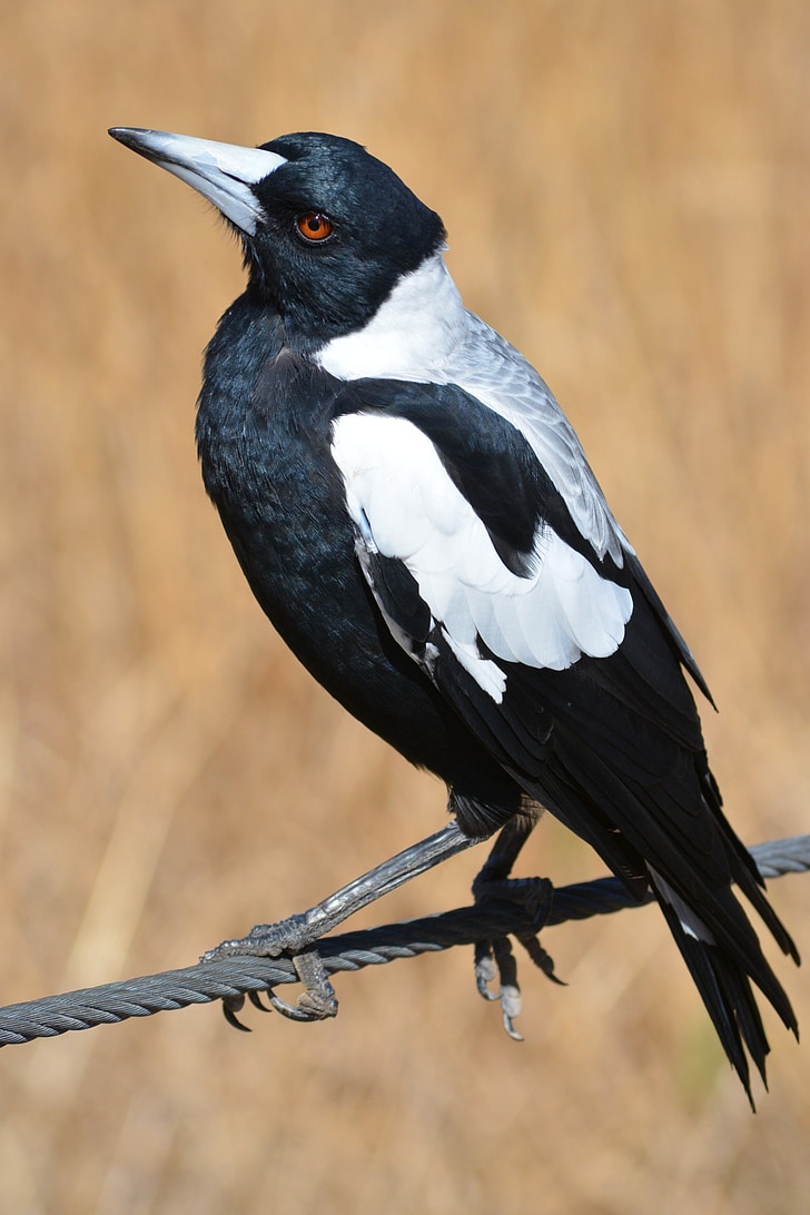 Royalty-Free photo: Black and white crow | PickPik
