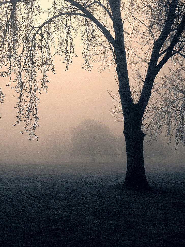 tree during fog