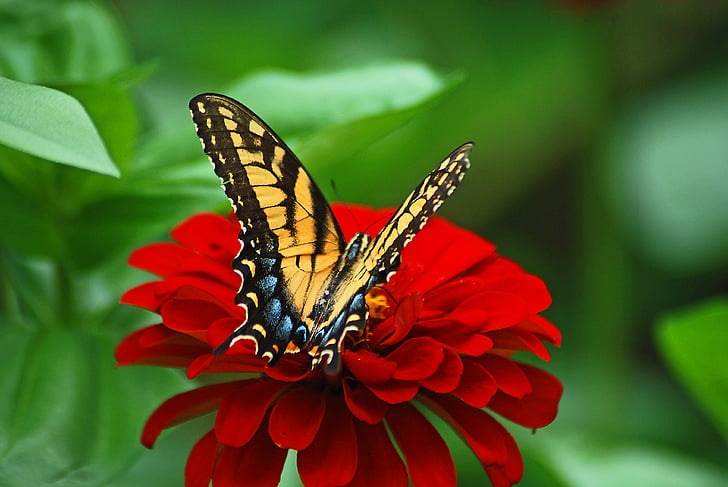Eastern tiger swallowtail butterfly on red petaled flower