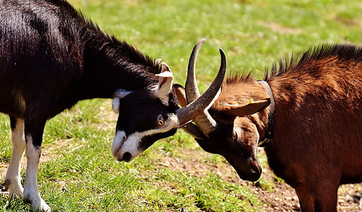 black and brown goats
