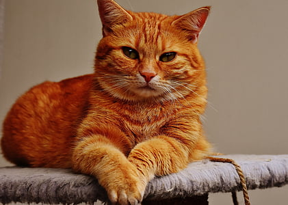 yellow cat lying on gray textile