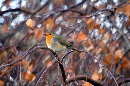 short-beak bird perched on tree twig during daytime