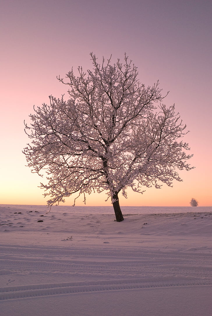 bare tree covered with snow