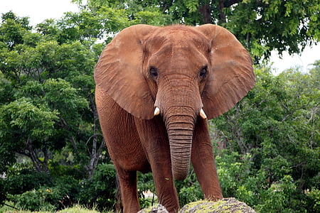 brown elephant on ground