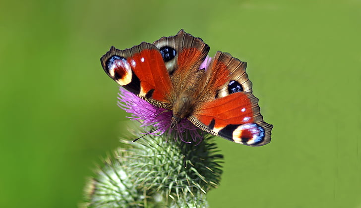 micro lens photography of peacock butterfly perching on flower