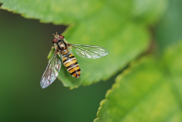 black and yellow hoverfly on green leaf