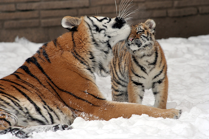 tiger licking her baby head surrounded by snow