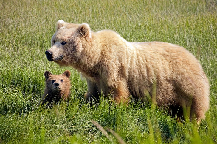 brown bear and cub on grass during daytime