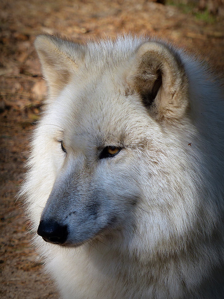 shallow focus photography of white wolf