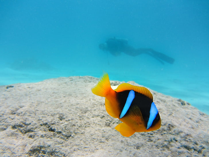 yellow and black clown fish under water near scuba diver