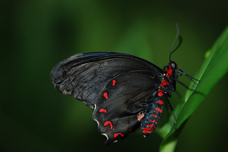 photo of black and red butterfly in macro photography