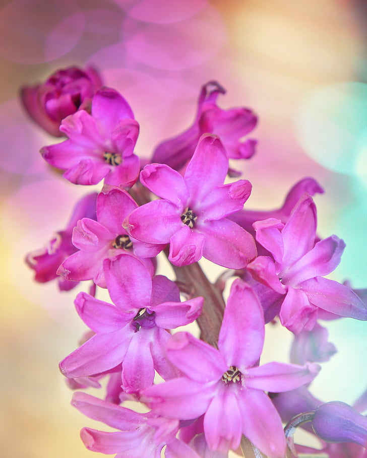 pink 6-petaled flowers