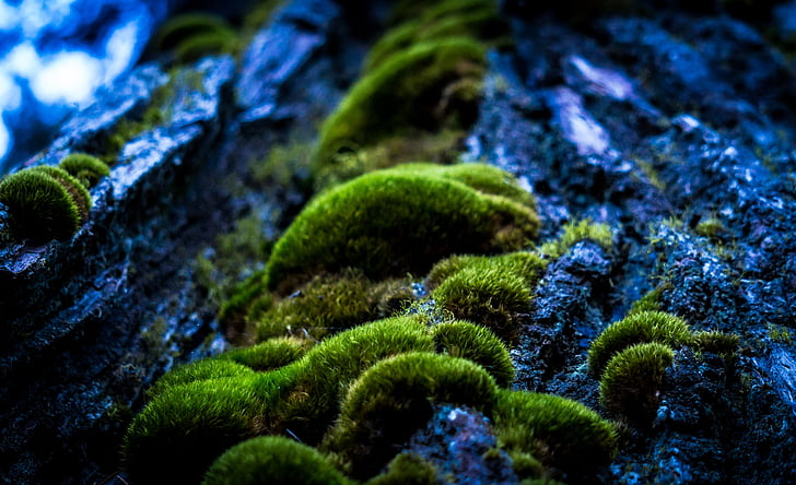 green moss in closeup photography