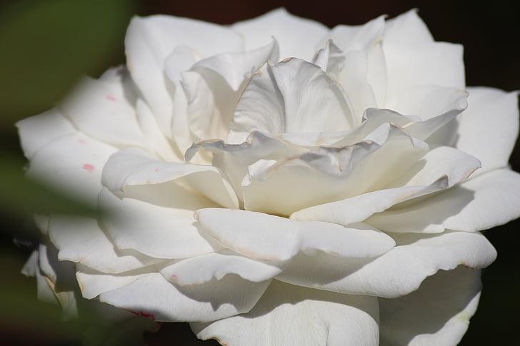 closeup photography of white flower