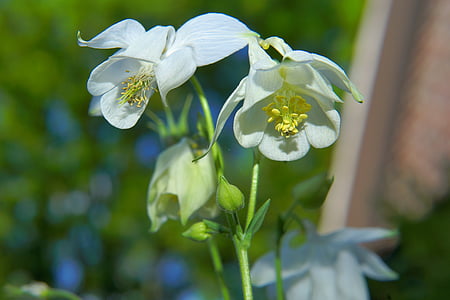 selective focus of white flowers