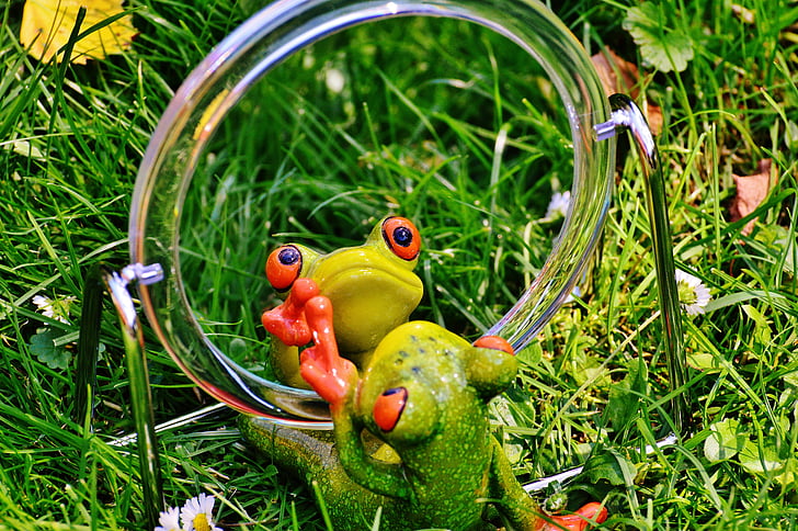 green frog looking at the mirror
