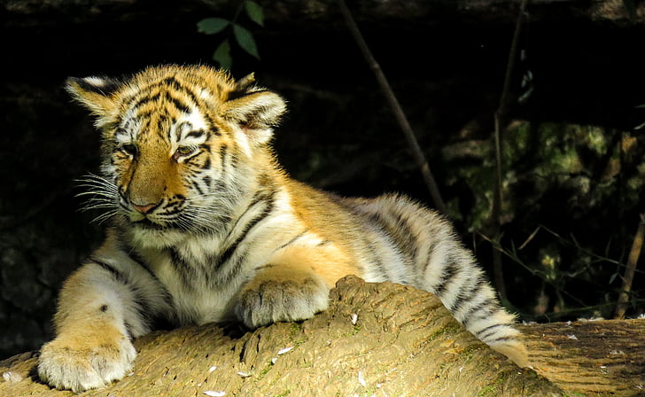 shallow focus photography of Bengal tiger cub