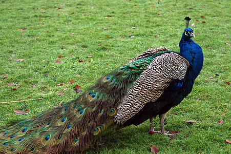 blue, gray, brown, and green peacock standing on grasses